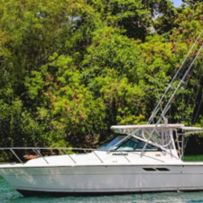 Bertram 31